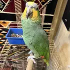 ببغاء امزوني أليف جدا يطلع على يد متكلم صحه و نظافه شرط
