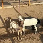 تيوس يمنيه جذعان و خشب متنوع جمله او تفريد