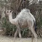 بكرتين للبيع عمارها 6 شهور