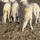 طليان سواكن بيض فل شحم