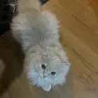 قط شيرازي للتبني