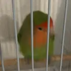 للبيع منتجه انتجت ثلاث فروخ