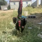 ديك شامو الماني