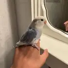 للبيع روز اليييف