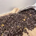 نص كيس برني