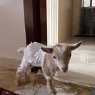 ماعز القزم بيور لعوب يحب اناس يرضع