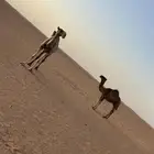 للبيع ناقة عشرا باكستانيه