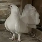 ذكر معروض للبيع.