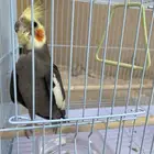حبيت اعرض هاذا الإعلان طير كروان مو أليف والنوع ذكر