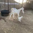 عنز والد