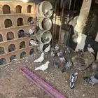 للبيع حمام عادي