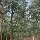 اشجار الكين