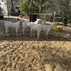 4جفرات بيشات خصم العمر 2اربعه شهور وثتين 3شهور
