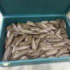 عوده مروكي محسن