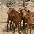 جفار دهم