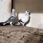 جوز بوز حمام