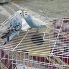 للبيع طيور الحب