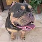 اقزوتك بولي