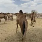 حاشي للبيع