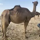 ناقه للبيع مبيوع ولدها