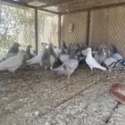 للبيع فروخ حمام