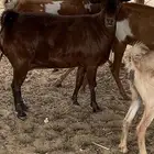 للبيع معزا جنوبية (تم البيع