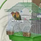 زوج ببغاء الفيشر