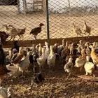 صيصان بلدي و فيومي عمر شهر