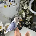 ببغاء روز اليف وهدد