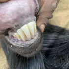 فحل معزا دغس