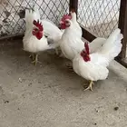 4 ديوك صيني للبيع شرط الصحه