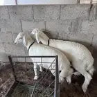 خرفان حريات ذبايح