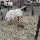 شاه حايل تم البيييع