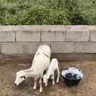ضان نعاج بلدي