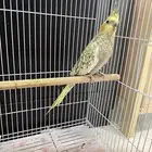 للبيع طير كروان مع قفص كبير