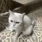 قطوه ل التبني