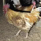 ديكين تركي وهجين تركي للبيع