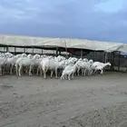 ضان صنف الصنف