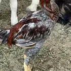 ديك باكستاني سندي