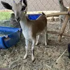 تيس جده وعل عمره 3شهور وليف علا بدايه