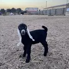 داغور شابر تيس
