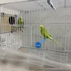 زوج طيور الحب