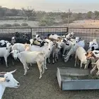 معزاء بيشيات وجنوبيه للبيع