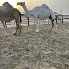 لقحه كفو وناقه منتح شرط