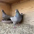 زاجل دن منتج