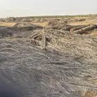 عسبان جريد نخل الدينا ب 100