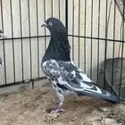 حمام باكستاني. تم البيع