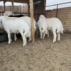 حري بري ذبايح هرفي لباني هرافا هرافي لبانيات خروف رخل