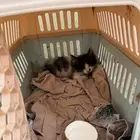 قطه تحتاج مساعده للتبني