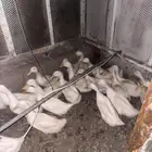 بط للبيع